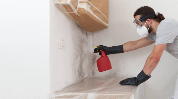 Professional Basement Mold Remediation technician working in Robertsdale, PA